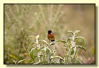 CLICK to enlarge image # 39
