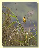 CLICK to enlarge image # 54