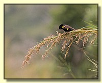 CLICK to enlarge image # 55