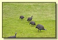 CLICK to enlarge image # 56