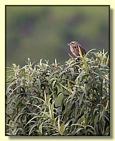 CLICK to enlarge image # 58