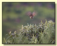 CLICK to enlarge image # 59
