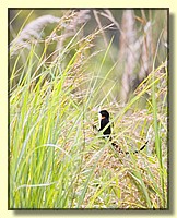 CLICK to enlarge image # 61