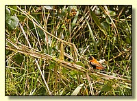 CLICK to enlarge image # 63
