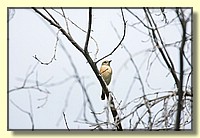CLICK to enlarge image # 65