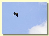 CLICK to enlarge image # 67
