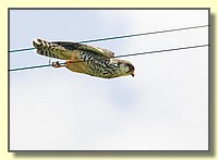 CLICK to enlarge image # 69