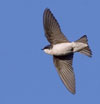 Tree Swallow