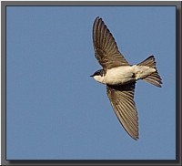 CLICK to enlarge image # 12