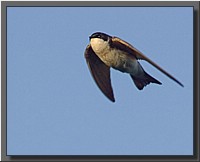 CLICK to enlarge image # 10