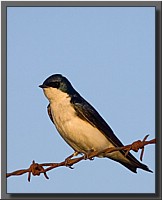 CLICK to enlarge image # 13