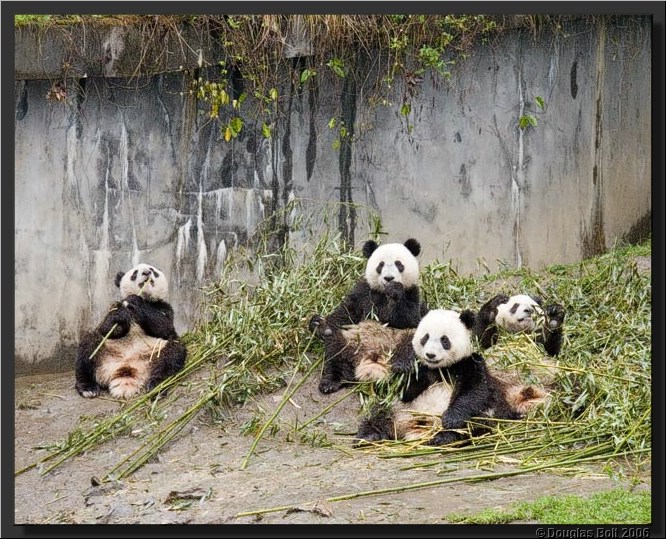 Image # 006, filename IMG_2829
ImageDescription: Wolong Panda Station
Make: Canon
Model: Canon EOS 30D
Orientation: Normal
XResolution: 240
YResolution: 240
ResolutionUnit: Inch
Software: Adobe Photoshop CS3 Windows
DateTime: 5/18/2007 5:41:43 PM
Artist: unknown
Copyright: © Douglas Bolt 2007
TimeZoneOffset: 65532, 65532
ExposureTime: 1/80 s
FNumber: F4.5
ExposureProgram: Aperture priority
ISOSpeedRatings: ISO 640
ExifVersion: 2.21
DateTimeOriginal: 5/3/2007 9:45:38 AM
DateTimeDigitized: 5/3/2007 9:45:38 AM
ShutterSpeedValue: 1/80 sec (6.3 APEX)
ApertureValue: F4.5 (4.34 APEX)
ExposureBiasValue: +0 EV
MaxApertureValue: F4 (4 APEX)
MeteringMode: Multi-segment
Flash: Fired, compulsory flash firing, red-eye reduction
FocalLength: 75 mm
ColorSpace: sRGB
ExifImageWidth: 640
ExifImageLength: 513
FocalPlaneXResolution: 3959.32
FocalPlaneYResolution: 3959.32
FocalPlaneResolutionUnit: Inch
CustomRendered: Normal process
ExposureMode: Auto
WhiteBalance: Auto
SceneCaptureType: Standard
ExifOffset: 316