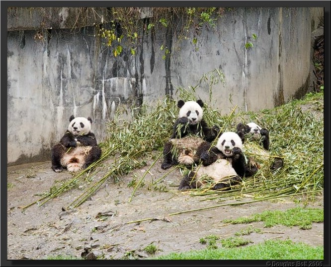 Image # 007, filename IMG_2830
ImageDescription: Wolong Panda Station
Make: Canon
Model: Canon EOS 30D
Orientation: Normal
XResolution: 240
YResolution: 240
ResolutionUnit: Inch
Software: Adobe Photoshop CS3 Windows
DateTime: 5/18/2007 5:41:47 PM
Artist: unknown
Copyright: © Douglas Bolt 2007
TimeZoneOffset: 65532, 65532
ExposureTime: 1/50 s
FNumber: F4.5
ExposureProgram: Aperture priority
ISOSpeedRatings: ISO 640
ExifVersion: 2.21
DateTimeOriginal: 5/3/2007 9:46:40 AM
DateTimeDigitized: 5/3/2007 9:46:40 AM
ShutterSpeedValue: 1/50 sec (5.6 APEX)
ApertureValue: F4.5 (4.34 APEX)
ExposureBiasValue: +1 EV
MaxApertureValue: F4 (4 APEX)
MeteringMode: Multi-segment
Flash: Fired, compulsory flash firing, red-eye reduction
FocalLength: 75 mm
ColorSpace: sRGB
ExifImageWidth: 640
ExifImageLength: 512
FocalPlaneXResolution: 3959.32
FocalPlaneYResolution: 3959.32
FocalPlaneResolutionUnit: Inch
CustomRendered: Normal process
ExposureMode: Auto
WhiteBalance: Auto
SceneCaptureType: Standard
ExifOffset: 316
