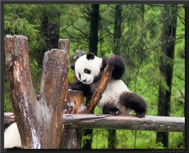 Image # 012, filename IMG_2841
ImageDescription: Wolong Panda Station
Make: Canon
Model: Canon EOS 30D
Orientation: Normal
XResolution: 240
YResolution: 240
ResolutionUnit: Inch
Software: Adobe Photoshop CS3 Windows
DateTime: 5/18/2007 5:42:06 PM
Artist: unknown
Copyright: © Douglas Bolt 2007
TimeZoneOffset: 65532, 65532
ExposureTime: 1/60 s
FNumber: F4.5
ExposureProgram: Aperture priority
ISOSpeedRatings: ISO 640
ExifVersion: 2.21
DateTimeOriginal: 5/3/2007 9:52:02 AM
DateTimeDigitized: 5/3/2007 9:52:02 AM
ShutterSpeedValue: 1/60 sec (5.9 APEX)
ApertureValue: F4.5 (4.34 APEX)
ExposureBiasValue: +0.33 EV
MaxApertureValue: F4 (4 APEX)
MeteringMode: Multi-segment
Flash: Fired, compulsory flash firing, red-eye reduction
FocalLength: 105 mm
ColorSpace: sRGB
ExifImageWidth: 640
ExifImageLength: 513
FocalPlaneXResolution: 3959.32
FocalPlaneYResolution: 3959.32
FocalPlaneResolutionUnit: Inch
CustomRendered: Normal process
ExposureMode: Auto
WhiteBalance: Auto
SceneCaptureType: Standard
ExifOffset: 316