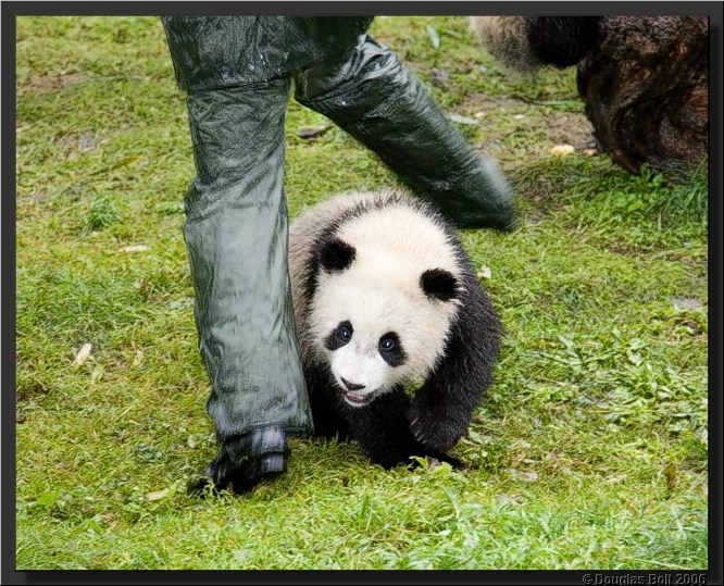 Image # 016, filename IMG_2889
ImageDescription: Wolong Panda Station
Make: Canon
Model: Canon EOS 30D
Orientation: Normal
XResolution: 240
YResolution: 240
ResolutionUnit: Inch
Software: Adobe Photoshop CS3 Windows
DateTime: 5/18/2007 5:42:21 PM
Artist: unknown
Copyright: © Douglas Bolt 2007
TimeZoneOffset: 65532, 65532
ExposureTime: 1/100 s
FNumber: F5
ExposureProgram: Aperture priority
ISOSpeedRatings: ISO 320
ExifVersion: 2.21
DateTimeOriginal: 5/3/2007 10:23:47 AM
DateTimeDigitized: 5/3/2007 10:23:47 AM
ShutterSpeedValue: 1/100 sec (6.6 APEX)
ApertureValue: F5 (4.64 APEX)
ExposureBiasValue: -1 EV
MaxApertureValue: F4 (4 APEX)
MeteringMode: Multi-segment
Flash: Fired, compulsory flash firing, red-eye reduction
FocalLength: 105 mm
ColorSpace: sRGB
ExifImageWidth: 640
ExifImageLength: 513
FocalPlaneXResolution: 3959.32
FocalPlaneYResolution: 3959.32
FocalPlaneResolutionUnit: Inch
CustomRendered: Normal process
ExposureMode: Auto
WhiteBalance: Auto
SceneCaptureType: Standard
ExifOffset: 316