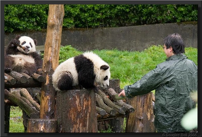 Image # 023, filename IMG_2900
ImageDescription: Wolong Panda Station
Make: Canon
Model: Canon EOS 30D
Orientation: Normal
XResolution: 240
YResolution: 240
ResolutionUnit: Inch
Software: Adobe Photoshop CS3 Windows
DateTime: 5/18/2007 5:42:50 PM
Artist: unknown
Copyright: © Douglas Bolt 2007
TimeZoneOffset: 65532, 65532
ExposureTime: 1/125 s
FNumber: F4.5
ExposureProgram: Aperture priority
ISOSpeedRatings: ISO 320
ExifVersion: 2.21
DateTimeOriginal: 5/3/2007 10:31:42 AM
DateTimeDigitized: 5/3/2007 10:31:42 AM
ShutterSpeedValue: 1/125 sec (7 APEX)
ApertureValue: F4.5 (4.34 APEX)
ExposureBiasValue: -1 EV
MaxApertureValue: F4 (4 APEX)
MeteringMode: Multi-segment
Flash: Fired, compulsory flash firing, red-eye reduction
FocalLength: 105 mm
ColorSpace: sRGB
ExifImageWidth: 640
ExifImageLength: 427
FocalPlaneXResolution: 3959.32
FocalPlaneYResolution: 3959.32
FocalPlaneResolutionUnit: Inch
CustomRendered: Normal process
ExposureMode: Auto
WhiteBalance: Auto
SceneCaptureType: Standard
ExifOffset: 316