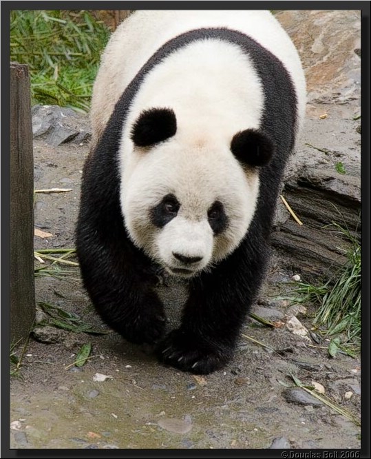 Image # 032, filename IMG_2931
ImageDescription: Wolong Panda Station
Make: Canon
Model: Canon EOS 30D
Orientation: Normal
XResolution: 240
YResolution: 240
ResolutionUnit: Inch
Software: Adobe Photoshop CS3 Windows
DateTime: 5/18/2007 5:43:28 PM
Artist: unknown
Copyright: © Douglas Bolt 2007
TimeZoneOffset: 65532, 65532
ExposureTime: 1/320 s
FNumber: F4.5
ExposureProgram: Aperture priority
ISOSpeedRatings: ISO 400
ExifVersion: 2.21
DateTimeOriginal: 5/3/2007 12:19:34 PM
DateTimeDigitized: 5/3/2007 12:19:34 PM
ShutterSpeedValue: 1/320 sec (8.3 APEX)
ApertureValue: F4.5 (4.34 APEX)
ExposureBiasValue: -0.67 EV
MaxApertureValue: F4 (4 APEX)
MeteringMode: Multi-segment
Flash: No flash, compulsory flash suppression
FocalLength: 105 mm
ColorSpace: sRGB
ExifImageWidth: 513
ExifImageLength: 640
FocalPlaneXResolution: 3959.32
FocalPlaneYResolution: 3959.32
FocalPlaneResolutionUnit: Inch
CustomRendered: Normal process
ExposureMode: Auto
WhiteBalance: Auto
SceneCaptureType: Standard
ExifOffset: 316