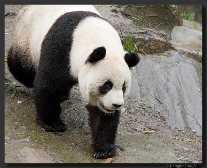 Image # 033, filename IMG_2932
ImageDescription: Wolong Panda Station
Make: Canon
Model: Canon EOS 30D
Orientation: Normal
XResolution: 240
YResolution: 240
ResolutionUnit: Inch
Software: Adobe Photoshop CS3 Windows
DateTime: 5/18/2007 5:43:31 PM
Artist: unknown
Copyright: © Douglas Bolt 2007
TimeZoneOffset: 65532, 65532
ExposureTime: 1/320 s
FNumber: F4.5
ExposureProgram: Aperture priority
ISOSpeedRatings: ISO 400
ExifVersion: 2.21
DateTimeOriginal: 5/3/2007 12:19:35 PM
DateTimeDigitized: 5/3/2007 12:19:35 PM
ShutterSpeedValue: 1/320 sec (8.3 APEX)
ApertureValue: F4.5 (4.34 APEX)
ExposureBiasValue: -0.67 EV
MaxApertureValue: F4 (4 APEX)
MeteringMode: Multi-segment
Flash: No flash, compulsory flash suppression
FocalLength: 105 mm
ColorSpace: sRGB
ExifImageWidth: 640
ExifImageLength: 513
FocalPlaneXResolution: 3959.32
FocalPlaneYResolution: 3959.32
FocalPlaneResolutionUnit: Inch
CustomRendered: Normal process
ExposureMode: Auto
WhiteBalance: Auto
SceneCaptureType: Standard
ExifOffset: 316