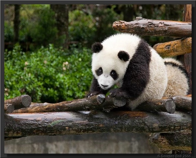 Image # 036, filename IMG_2937
ImageDescription: Wolong Panda Station
Make: Canon
Model: Canon EOS 30D
Orientation: Normal
XResolution: 240
YResolution: 240
ResolutionUnit: Inch
Software: Adobe Photoshop CS3 Windows
DateTime: 5/18/2007 5:43:44 PM
Artist: unknown
Copyright: © Douglas Bolt 2007
TimeZoneOffset: 65532, 65532
ExposureTime: 1/250 s
FNumber: F4.5
ExposureProgram: Aperture priority
ISOSpeedRatings: ISO 400
ExifVersion: 2.21
DateTimeOriginal: 5/3/2007 12:44:40 PM
DateTimeDigitized: 5/3/2007 12:44:40 PM
ShutterSpeedValue: 1/250 sec (8 APEX)
ApertureValue: F4.5 (4.34 APEX)
ExposureBiasValue: -0.67 EV
MaxApertureValue: F4 (4 APEX)
MeteringMode: Multi-segment
Flash: Fired, compulsory flash firing, red-eye reduction
FocalLength: 105 mm
ColorSpace: sRGB
ExifImageWidth: 640
ExifImageLength: 512
FocalPlaneXResolution: 3959.32
FocalPlaneYResolution: 3959.32
FocalPlaneResolutionUnit: Inch
CustomRendered: Normal process
ExposureMode: Auto
WhiteBalance: Auto
SceneCaptureType: Standard
ExifOffset: 316