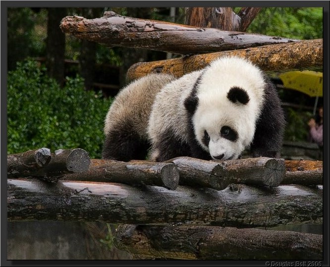 Image # 038, filename IMG_2941
ImageDescription: Wolong Panda Station
Make: Canon
Model: Canon EOS 30D
Orientation: Normal
XResolution: 240
YResolution: 240
ResolutionUnit: Inch
Software: Adobe Photoshop CS3 Windows
DateTime: 5/18/2007 5:43:53 PM
Artist: unknown
Copyright: © Douglas Bolt 2007
TimeZoneOffset: 65532, 65532
ExposureTime: 1/200 s
FNumber: F7.1
ExposureProgram: Aperture priority
ISOSpeedRatings: ISO 320
ExifVersion: 2.21
DateTimeOriginal: 5/3/2007 12:47:47 PM
DateTimeDigitized: 5/3/2007 12:47:47 PM
ShutterSpeedValue: 1/200 sec (7.6 APEX)
ApertureValue: F7.1 (5.66 APEX)
ExposureBiasValue: -1.33 EV
MaxApertureValue: F4 (4 APEX)
MeteringMode: Multi-segment
Flash: Fired, compulsory flash firing, red-eye reduction
FocalLength: 105 mm
ColorSpace: sRGB
ExifImageWidth: 640
ExifImageLength: 513
FocalPlaneXResolution: 3959.32
FocalPlaneYResolution: 3959.32
FocalPlaneResolutionUnit: Inch
CustomRendered: Normal process
ExposureMode: Auto
WhiteBalance: Auto
SceneCaptureType: Standard
ExifOffset: 316