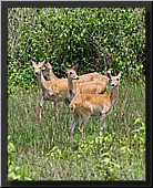 CLICK to enlarge image # 46
