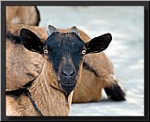 CLICK to enlarge image # 48