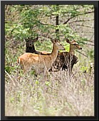 CLICK to enlarge image # 50