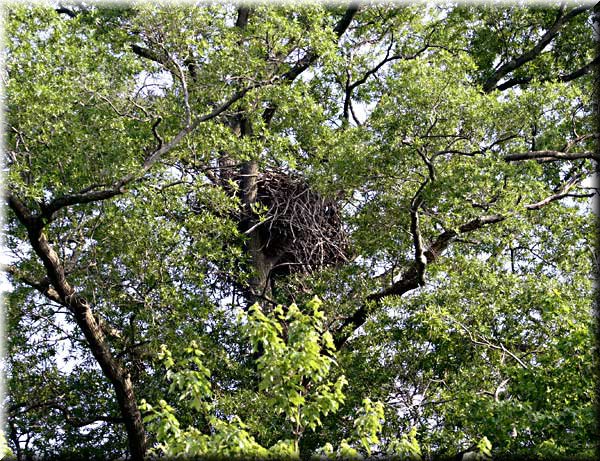 nest_2039.jpg
