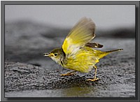 CLICK to enlarge image # 77