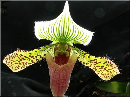 Paph Supersuk.jpg
