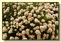 CLICK to enlarge image CRW_9225