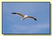 CLICK to enlarge image CRW_9281