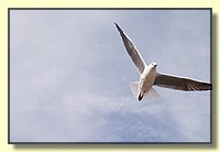 CLICK to enlarge image CRW_9284