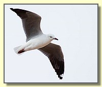 CLICK to enlarge image CRW_9296