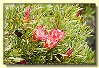CLICK to enlarge image MD9S0261