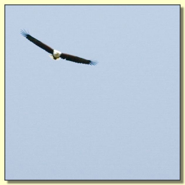Image # 165, filename MD9S9348_2
Make: Canon
Model: Canon EOS-1D Mark II
Orientation: Normal
XResolution: 300
YResolution: 300
ResolutionUnit: Inch
Software: Adobe Photoshop CS2 Windows
DateTime: 7/13/2005 7:02:14 PM
Copyright: &Acirc;&copy; Douglas Bolt
ExifOffset: 260
ExposureTime: 1/5000 sec
FNumber: F7.1
ExposureProgram: Aperture priority
ISOSpeedRatings: ISO 500
DateTimeOriginal: 2/11/2005 11:24:30 AM
ShutterSpeedValue: 1/5000 sec
ApertureValue: F7.1
ExposureBiasValue: -0.33 EV
MeteringMode: Multi-Segment
Flash: Flash did not fire - Compulsory flash suppression
FocalLength: 400 mm
ColorSpace: Uncalibrated
ExifImageWidth: 600
ExifImageLength: 600