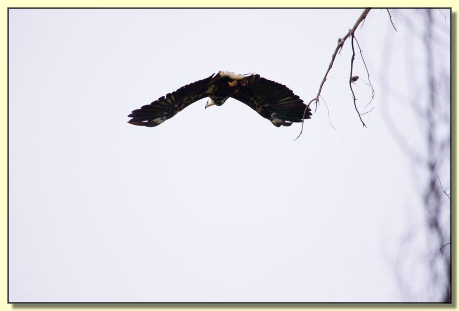 Image # 208, filename MD9S9516_1
Make: Canon
Model: Canon EOS-1D Mark II
Orientation: Normal
XResolution: 300
YResolution: 300
ResolutionUnit: Inch
Software: Adobe Photoshop CS2 Windows
DateTime: 7/12/2005 11:11:51 PM
Copyright: &Acirc;&copy; Douglas Bolt
ExifOffset: 260
ExposureTime: 1/2000 sec
FNumber: F6.3
ExposureProgram: Aperture priority
ISOSpeedRatings: ISO 1000
DateTimeOriginal: 2/12/2005 5:12:53 PM
ShutterSpeedValue: 1/2000 sec
ApertureValue: F6.3
ExposureBiasValue: +1.67 EV
MeteringMode: Center Weighted Average
Flash: Flash did not fire - Compulsory flash suppression
FocalLength: 400 mm
ColorSpace: Uncalibrated
ExifImageWidth: 900
ExifImageLength: 600