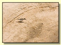 CLICK to enlarge image # 113