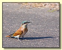 CLICK to enlarge image # 152