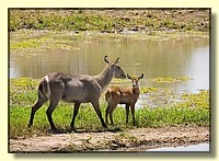 CLICK to enlarge image # 162