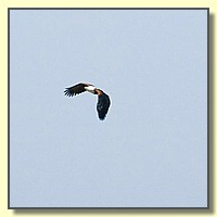 CLICK to enlarge image # 163