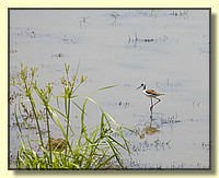 CLICK to enlarge image # 170