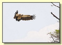 CLICK to enlarge image # 185