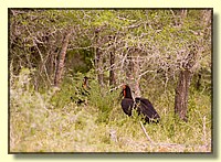 CLICK to enlarge image # 195