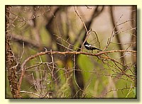 CLICK to enlarge image # 196