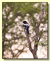 CLICK to enlarge image # 197
