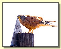 CLICK to enlarge image # 121