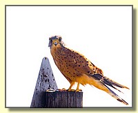 CLICK to enlarge image # 122