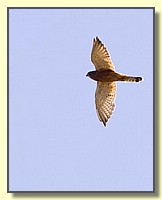 CLICK to enlarge image # 123