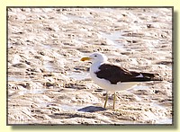 CLICK to enlarge image # 126